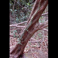 CostaRica178