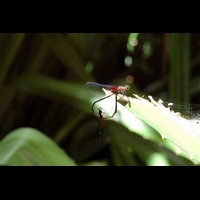 CostaRica214