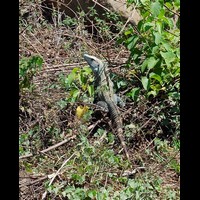 CostaRica243
