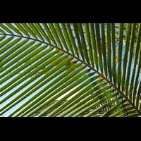 CostaRica495